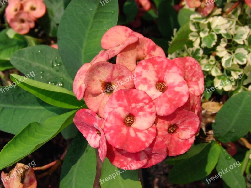 Euphorbia Milius Euphorbia Milii Spurge Beautiful Euchornia Houseplants