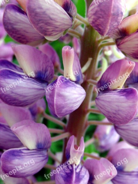 Lupine Bloom Summer Flowers Beautiful Flowers Bright