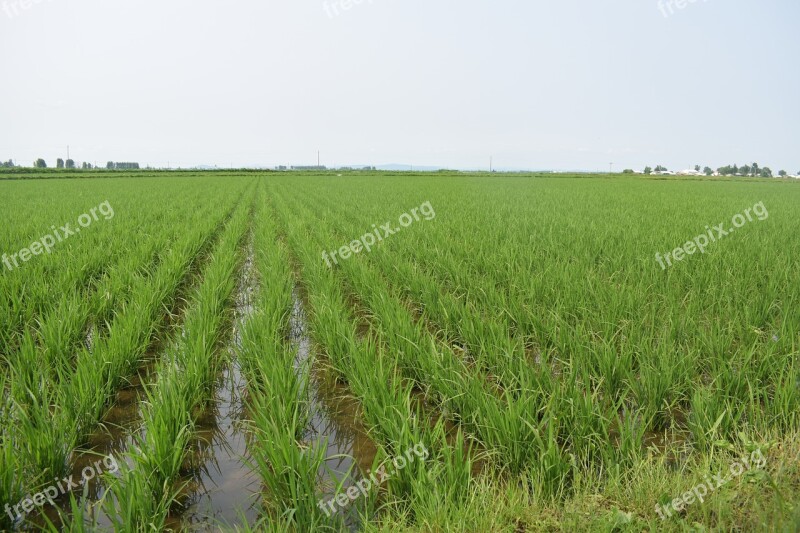 Wuchang Rice Floral Rice North-east In Rice Field Free Photos