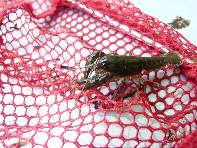 Crayfish Crawfish Appalachian Claw River