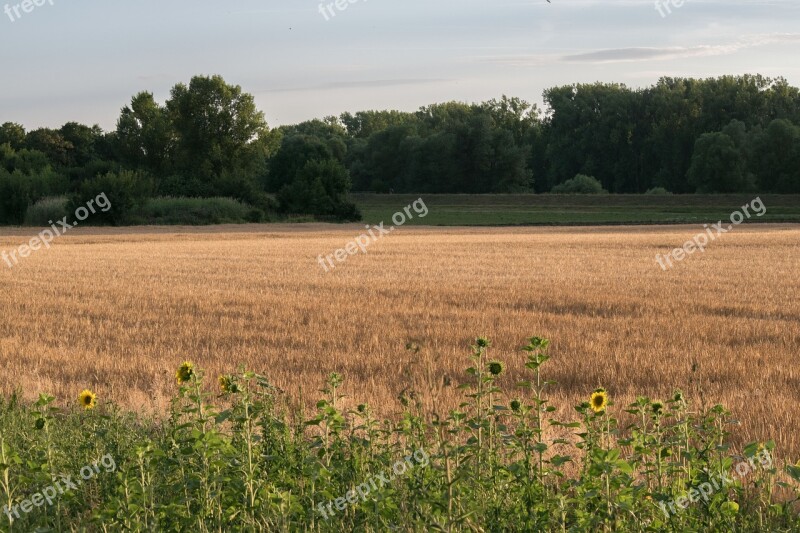 Field Wheat Trees Wheat Field Agriculture