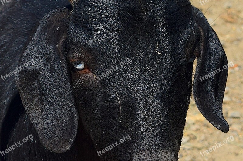 Goat Portrait Close Up Face Horns