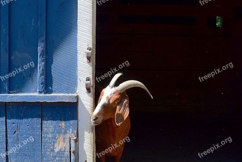 Goat Barn Face Horns Head