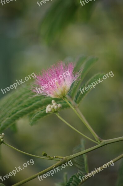 Albizia Silk Tree Acacia Of Constantinople Free Photos