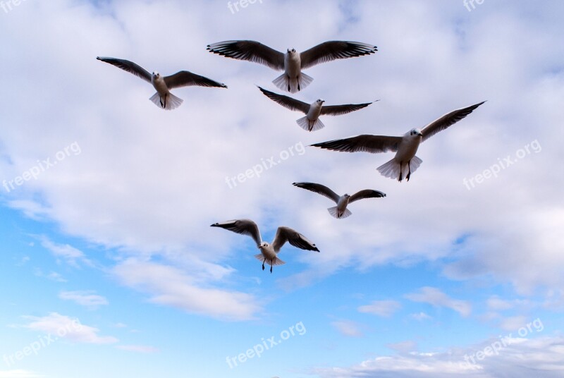 Birds Sky The Seagulls Nature Seagull