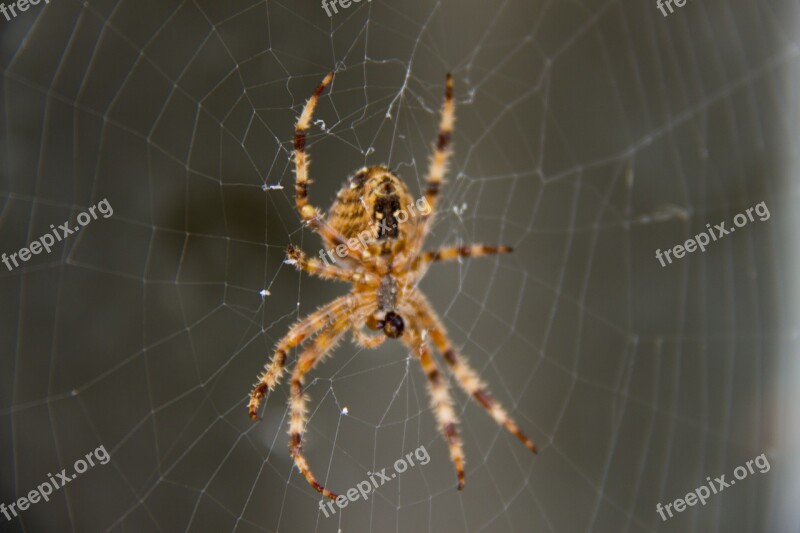 Spider Network Web Nature Animal