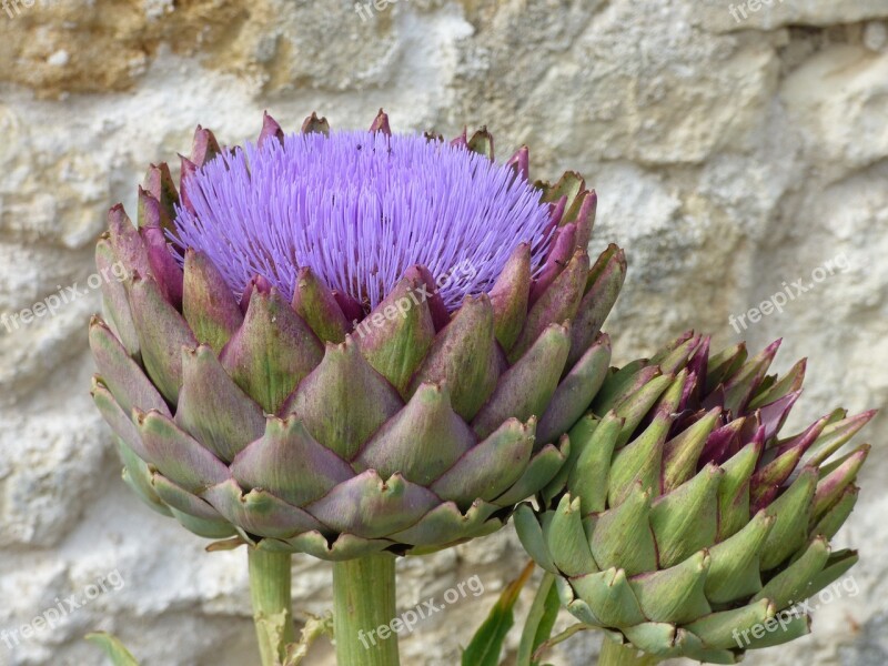 Flower Artichoke Flowering Vegetable Violet