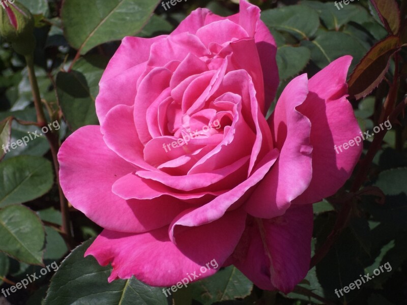 Rose Flower Rose Flower Pink Rose Nature