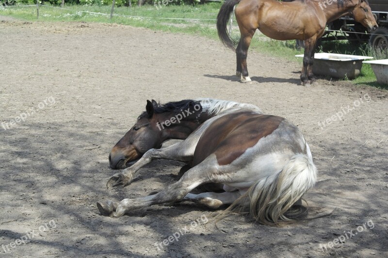 Horse Swimming Powder Free Photos