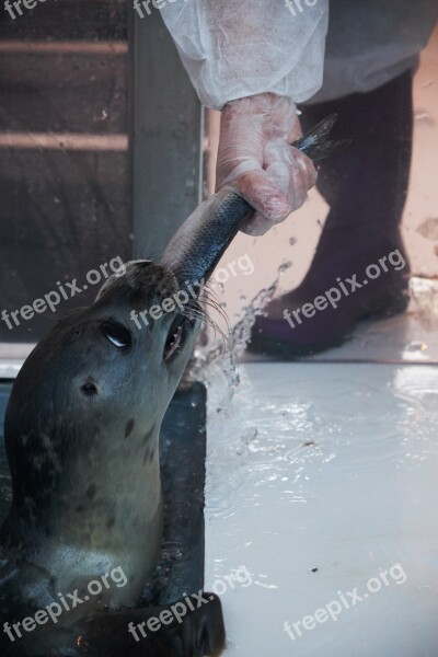 Seal Breeding Rearing Feeding Mammal