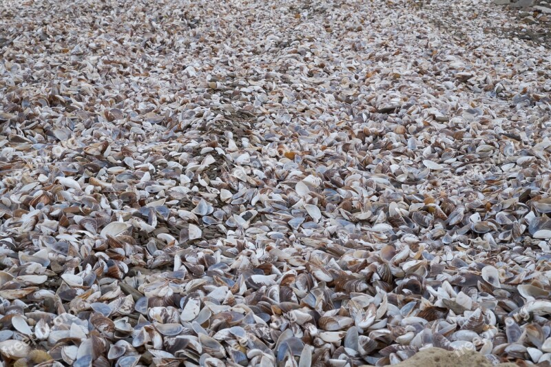 Mussels Coquina Shellfish Beach Lake