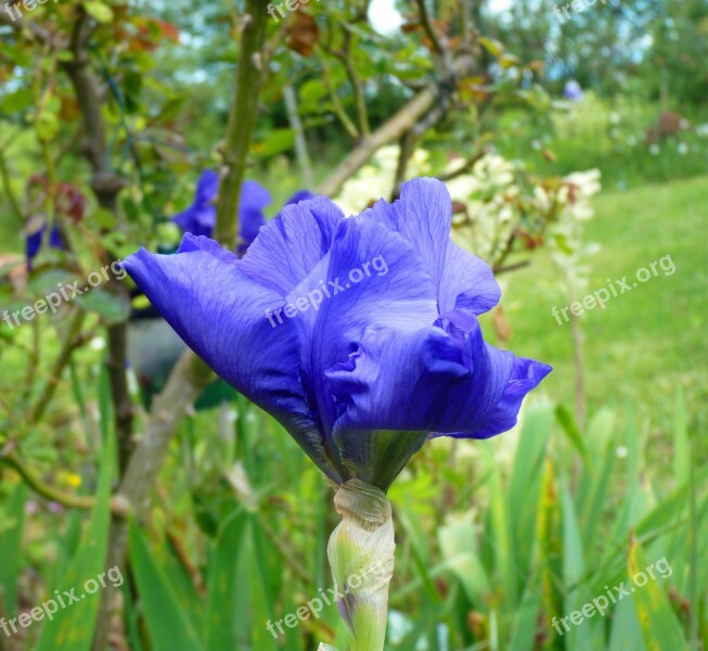 Flower Iris Purple Garden Spring