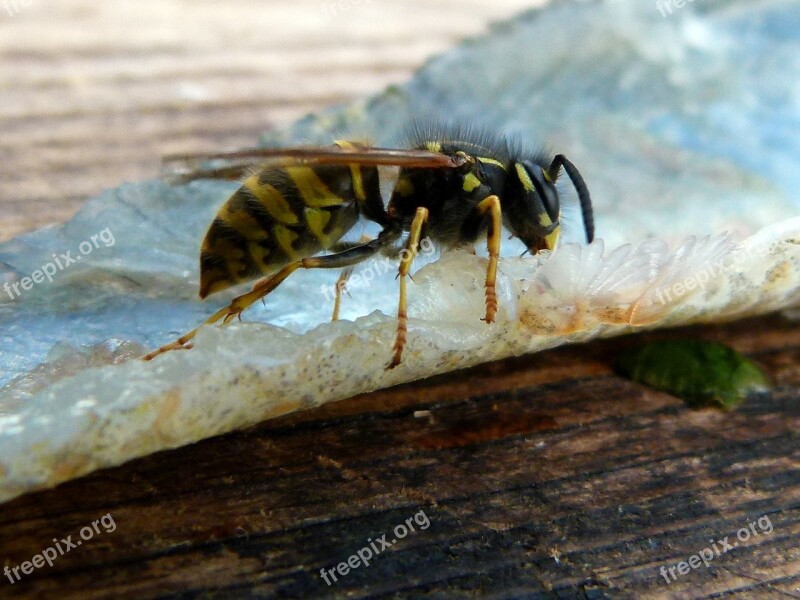 Wasp Perch File Gutting The Fish Free Photos