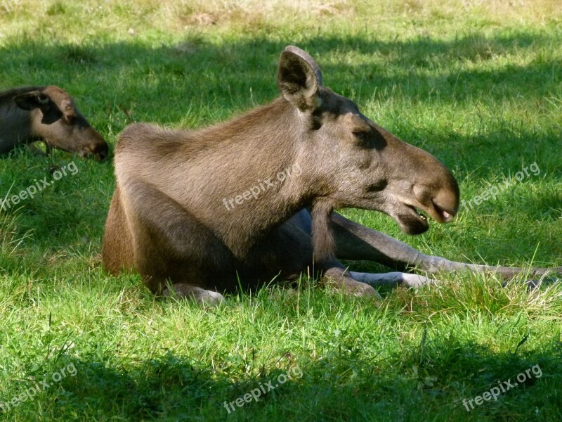 Hart Animals In The Park ähtäri Zoo Free Photos