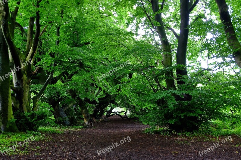 Book Beech Wood Avenue Nature Trail