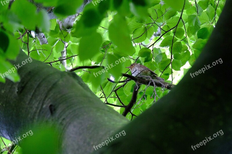 Throttle Bird Book Beech Wood Avenue