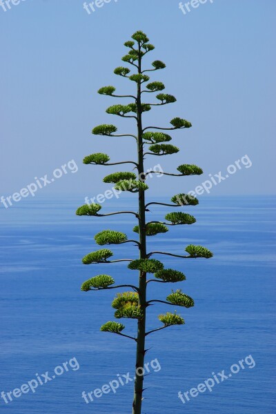 Tree Pine Conifer Nature Landscape