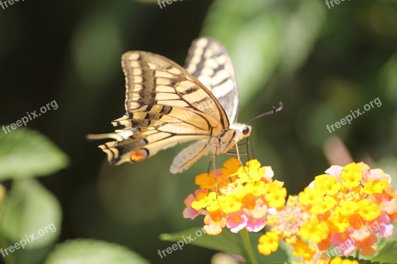 Old World Swallowtail Swallowtail Butterfly Greece Yellow Proboscis