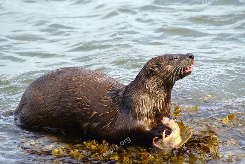 Fish Canada America Sea Otter