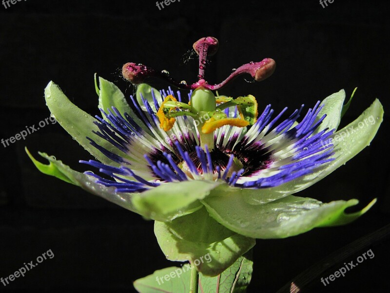 Passiflora Passion Flower Dew Sun Morning