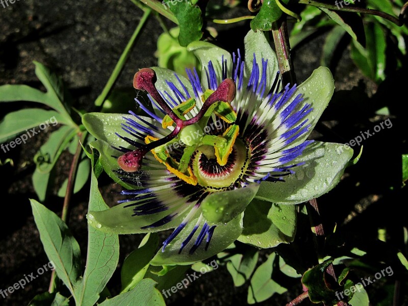 Passion Flower Dew Drops Passiflora Flower