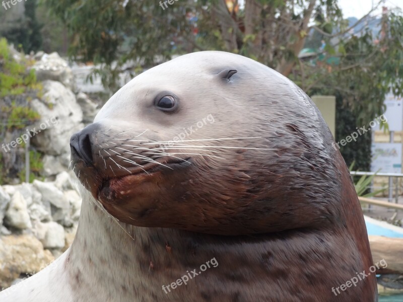 Sea ​​lion Moustache Animal Zoo Head