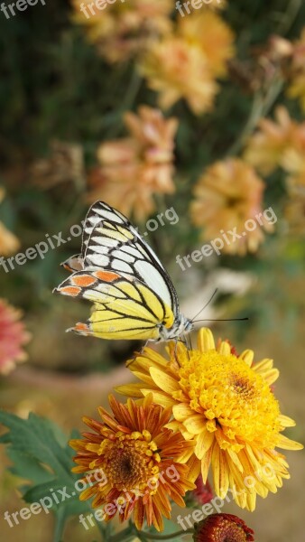 Butterfly Blooming Bloom Flower Floral