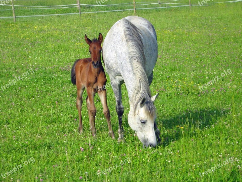 Horse Pure Arab Blood Arabic Horses Equine