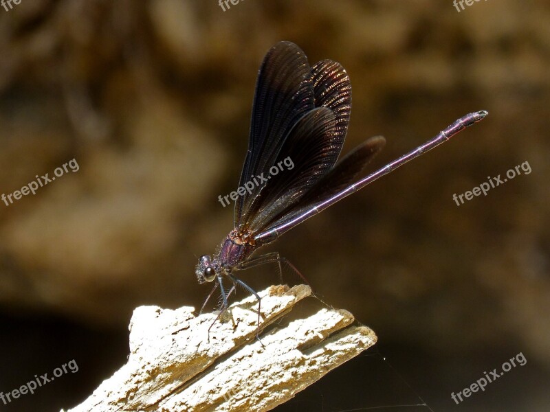 Black Dragonfly Damselfly Wetland Calopteryx Haemorrhoidalis Trunk