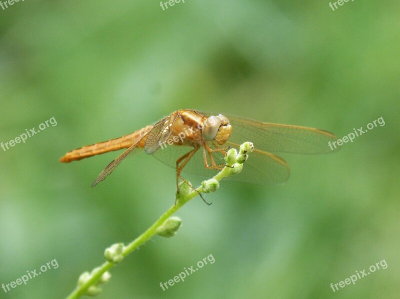 Golden Dragonfly Sympetrum Meridionale Stem Greenery Free Photos