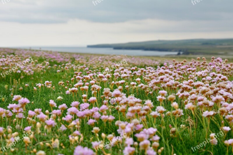 Armeria Maritima Landscape Pink Cliff Free Photos