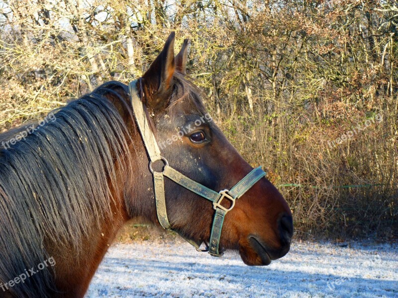 Horse Pure Arab Blood Arabic Horses Equine