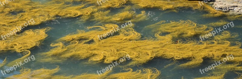 Yellow Ireland Nature Seaweed Float