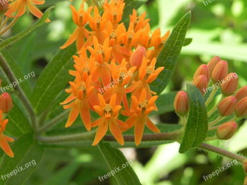 Milkweed Orange Flower Wildflower Butterfly Weed Garden