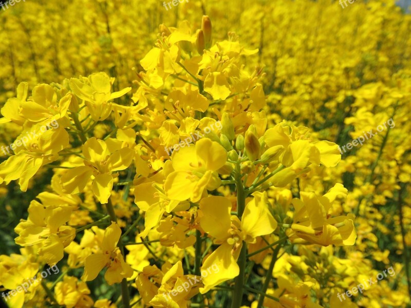 Natural Spring Rape Blossoms Yellow Free Photos