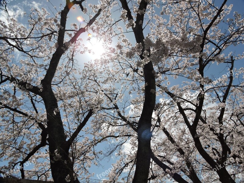 Japan Cherry Blossoms Light Spring Cherry Blossom Viewing