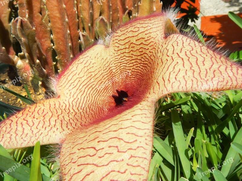 Flower Stapelia Gigantea Exotic Desert Starfish