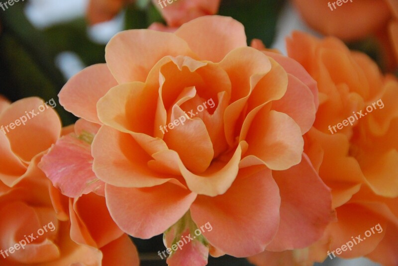 Rose Orange Flowers Orange Roses Nature