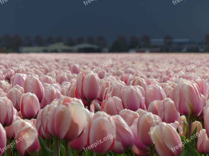 Flowers Tulips Nature Bloom Netherlands