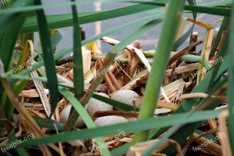 Bird's Nest Hotbed Egg Coot Coot Eggs