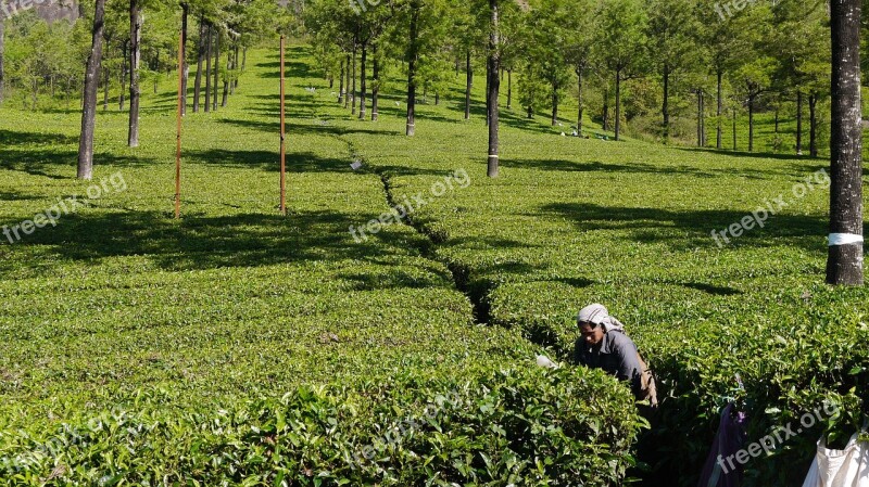 Tea Picker Tea Munnar Free Photos