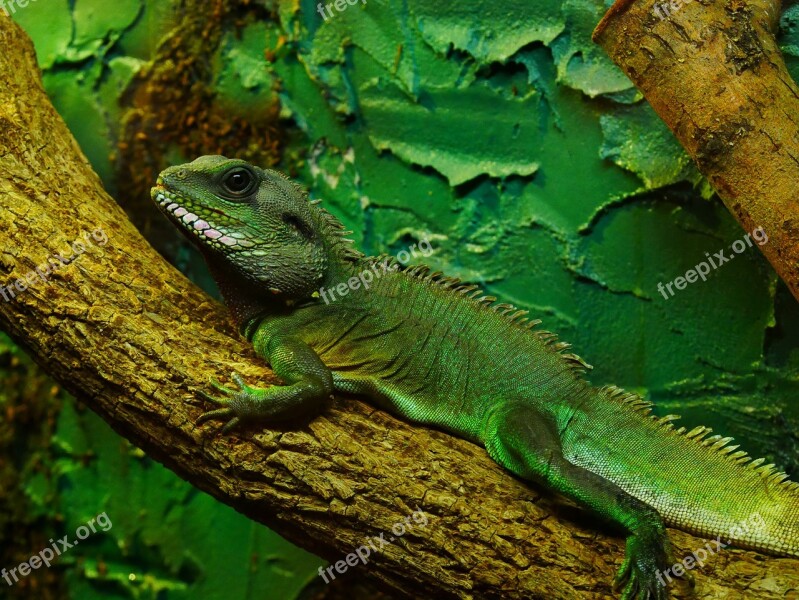 Chameleon Green Animal Creature Reptile