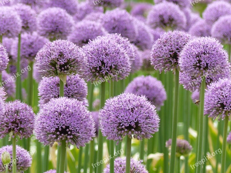 Purple Allium Flowers Flower Bol