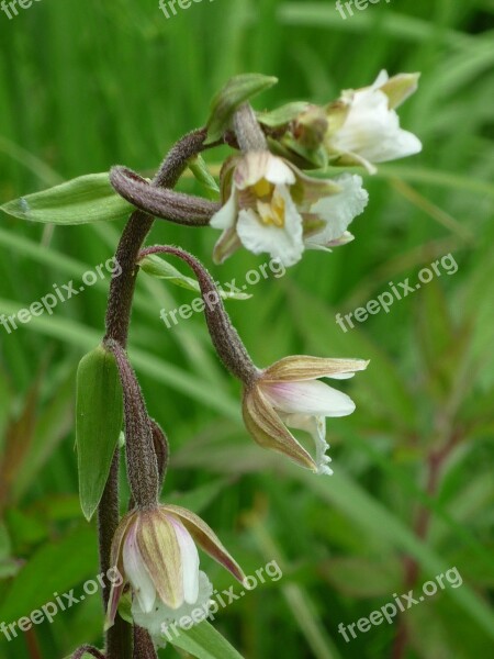 Marsh Helleborine German Orchid Sources-moor Marsh Plant Summer