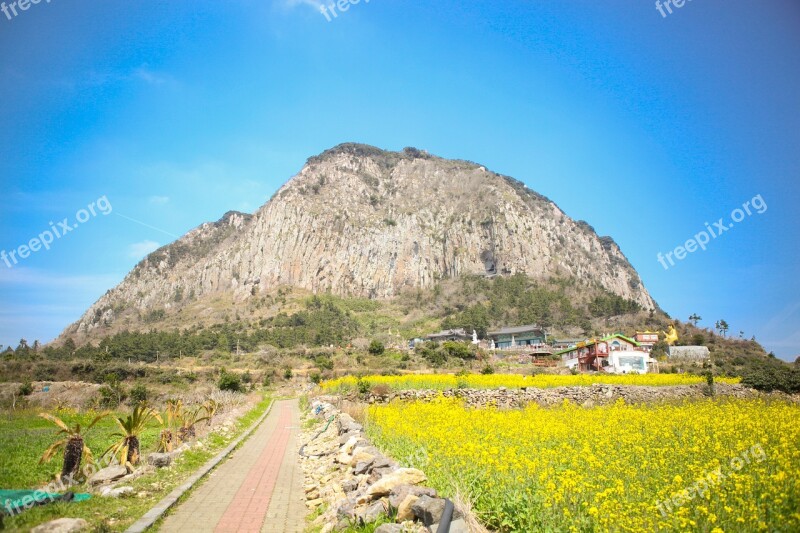 Jeju Island Sanbangsan Rape Flowers Free Photos