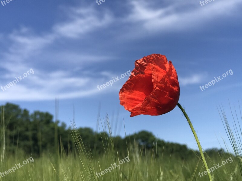 Poppy Field Nature Summer Meadow