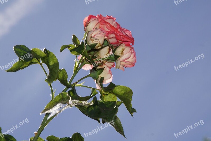 Rose Blossom Bloom Close Up Antiquity