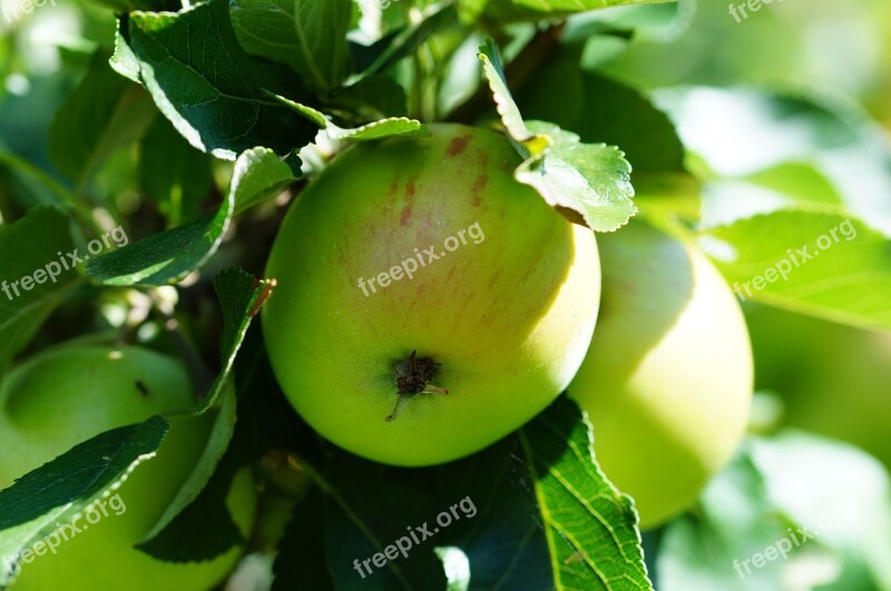 Green Apple Green Apple Fruit Nature