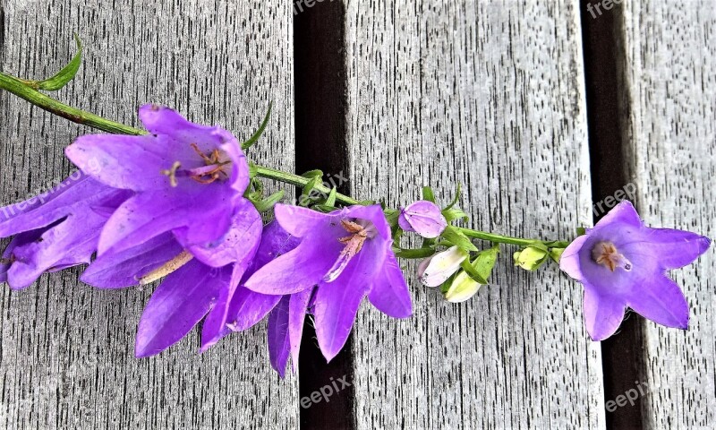 Bellflower Individual Blütenrispe Purple Flowers Bells Wild Flower