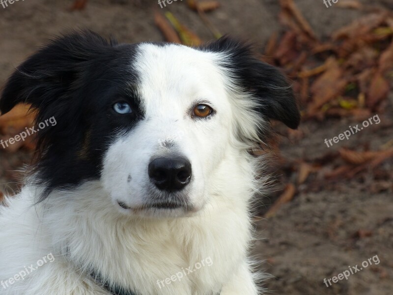 Dog Border Collie Three Colors Pet Collie